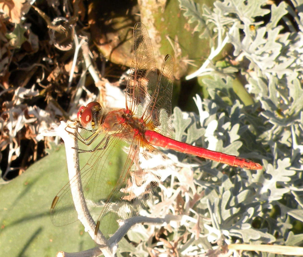 Libellula dalla Turchia: Sympetrum fonscolombii